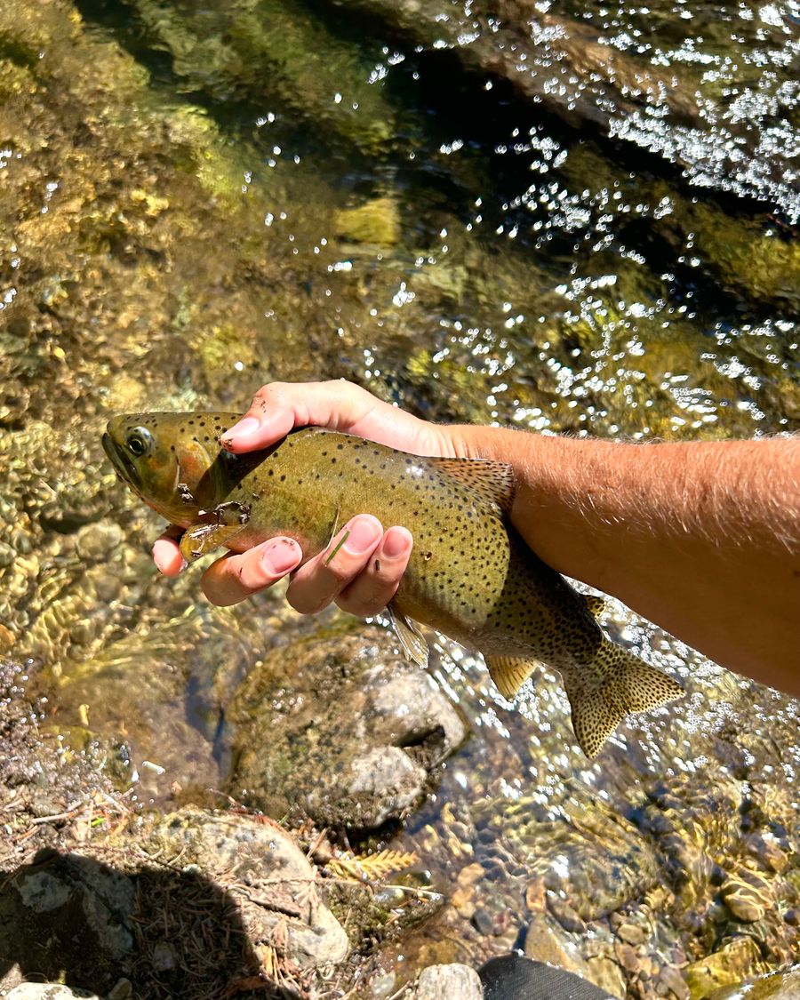 Brown trout held over a clear mountain stream